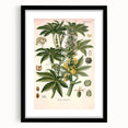 Vintage Botanical Illustration of Ricinus Communis Art Print