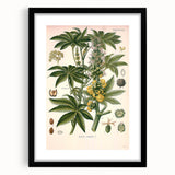 Vintage Botanical Illustration of Ricinus Communis Art Print