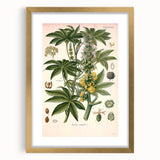 Vintage Botanical Illustration of Ricinus Communis Art Print