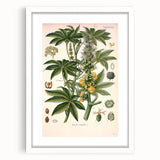 Vintage Botanical Illustration of Ricinus Communis Art Print