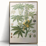 Vintage Botanical Illustration of Ricinus Communis Art Print