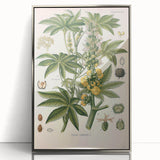 Vintage Botanical Illustration of Ricinus Communis Art Print