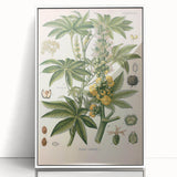Vintage Botanical Illustration of Ricinus Communis Art Print