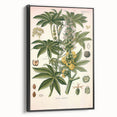 Vintage Botanical Illustration of Ricinus Communis Art Print