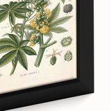 Vintage Botanical Illustration of Ricinus Communis Art Print
