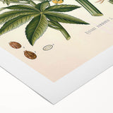 Vintage Botanical Illustration of Ricinus Communis Art Print