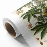 Vintage Botanical Illustration of Ricinus Communis Art Print