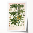 Vintage Botanical Illustration of Ricinus Communis Art Print