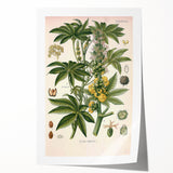 Vintage Botanical Illustration of Ricinus Communis Art Print