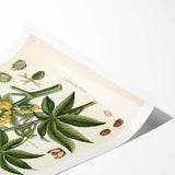 Vintage Botanical Illustration of Ricinus Communis Art Print
