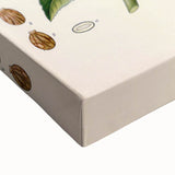 Vintage Botanical Illustration of Ricinus Communis Art Print