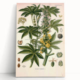 Vintage Botanical Illustration of Ricinus Communis Art Print