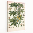 Vintage Botanical Illustration of Ricinus Communis Art Print