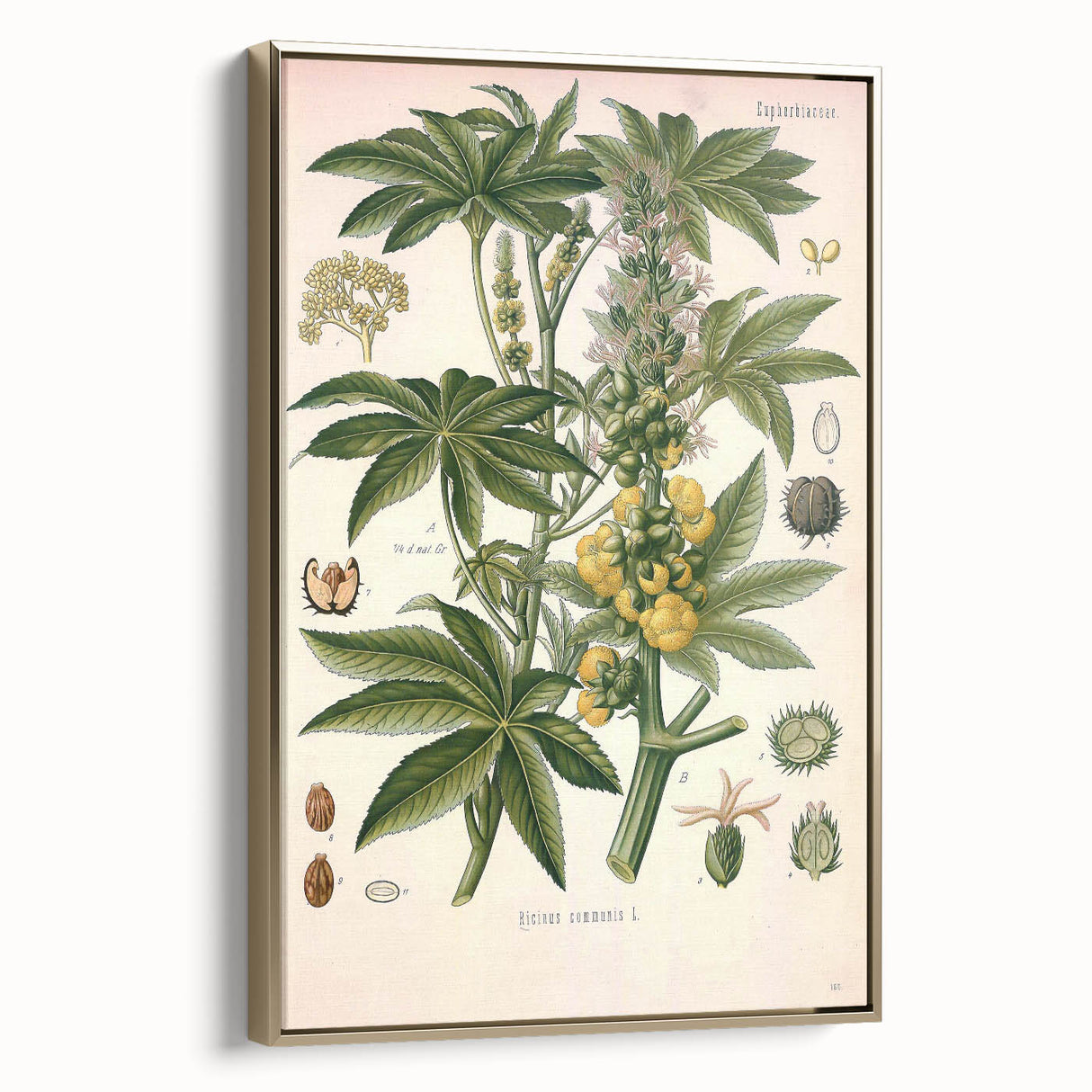 Vintage Botanical Illustration of Ricinus Communis Art Print