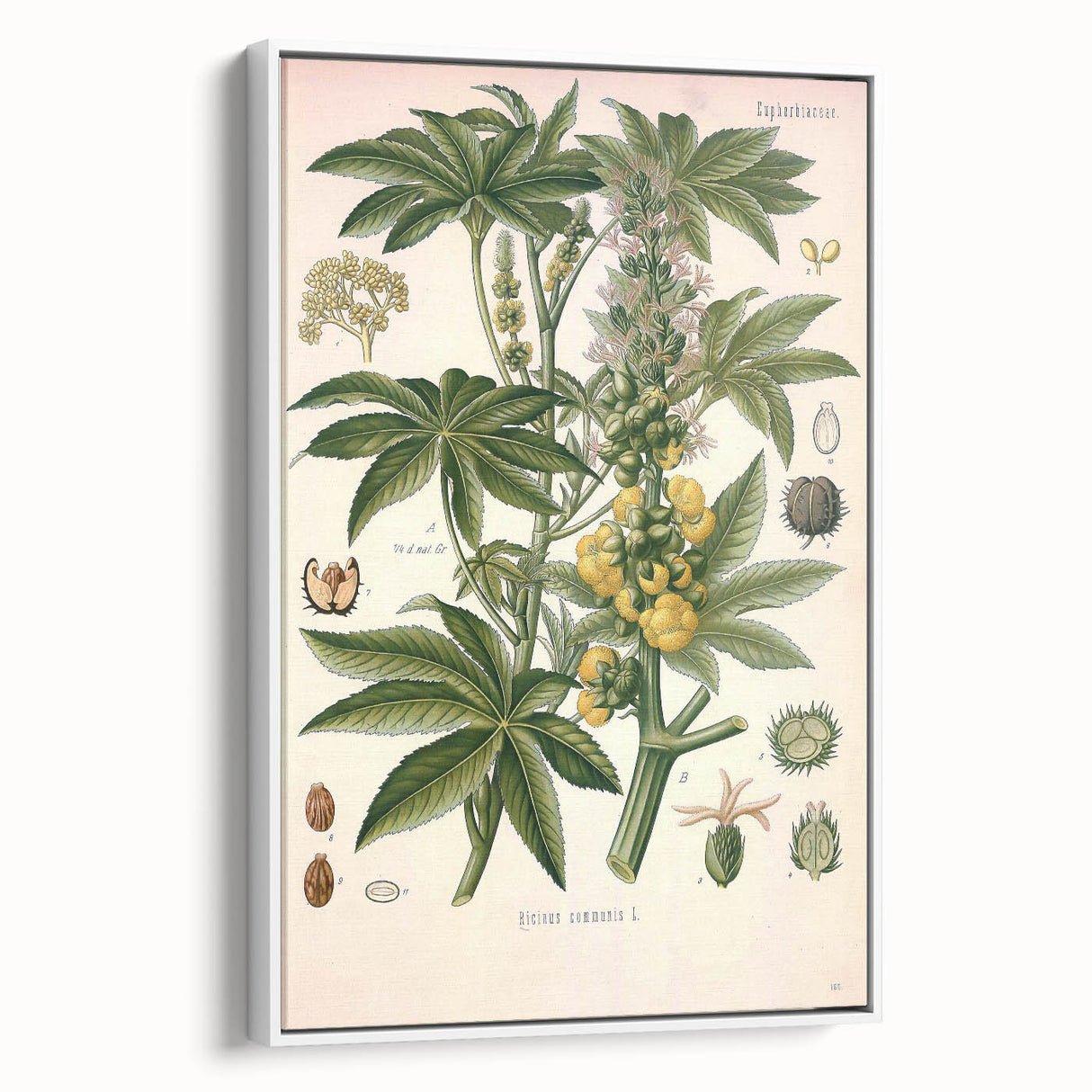 Vintage Botanical Illustration of Ricinus Communis Art Print