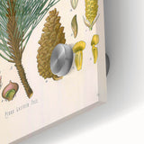 Vintage Botanical Illustration of Pinus Laricio Art Print