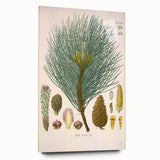 Vintage Botanical Illustration of Pinus Laricio Art Print