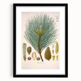 Vintage Botanical Illustration of Pinus Laricio Art Print