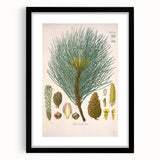 Vintage Botanical Illustration of Pinus Laricio Art Print