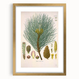 Vintage Botanical Illustration of Pinus Laricio Art Print