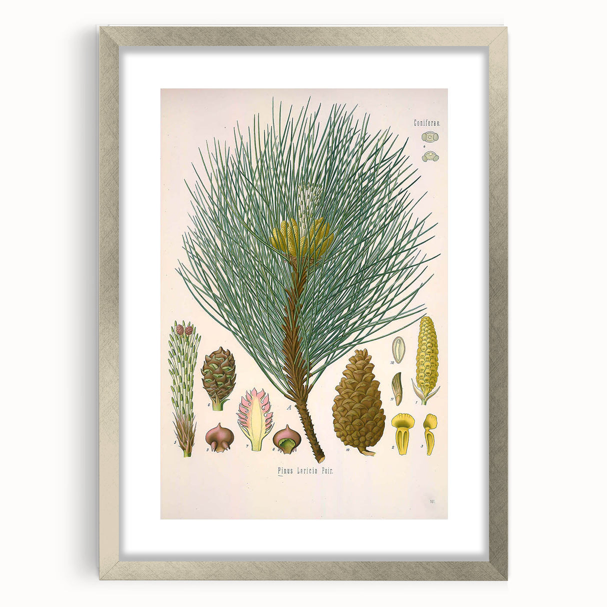 Vintage Botanical Illustration of Pinus Laricio Art Print