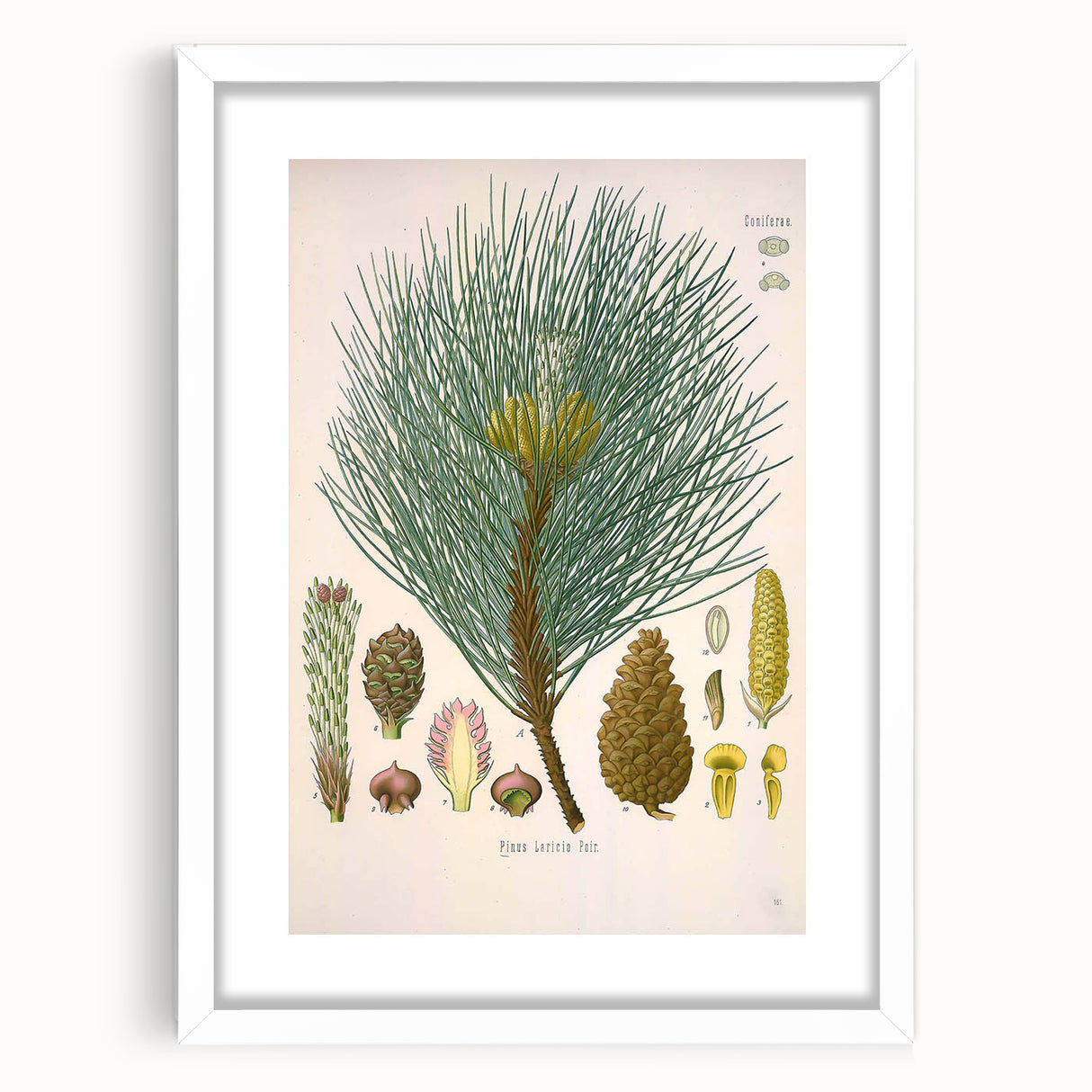 Vintage Botanical Illustration of Pinus Laricio Art Print
