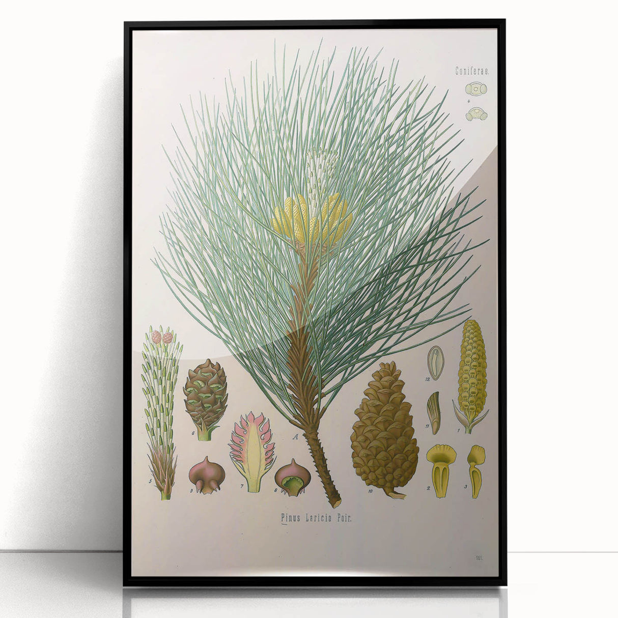 Vintage Botanical Illustration of Pinus Laricio Art Print