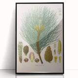 Vintage Botanical Illustration of Pinus Laricio Art Print