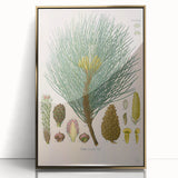 Vintage Botanical Illustration of Pinus Laricio Art Print