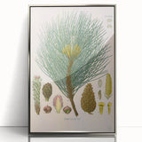 Vintage Botanical Illustration of Pinus Laricio Art Print
