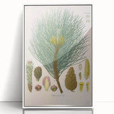 Vintage Botanical Illustration of Pinus Laricio Art Print