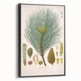 Vintage Botanical Illustration of Pinus Laricio Art Print