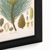Vintage Botanical Illustration of Pinus Laricio Art Print