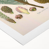 Vintage Botanical Illustration of Pinus Laricio Art Print
