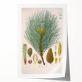 Vintage Botanical Illustration of Pinus Laricio Art Print