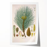 Vintage Botanical Illustration of Pinus Laricio Art Print