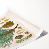 Vintage Botanical Illustration of Pinus Laricio Art Print