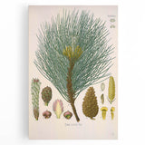 Vintage Botanical Illustration of Pinus Laricio Art Print