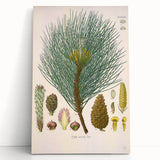 Vintage Botanical Illustration of Pinus Laricio Art Print