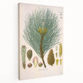 Vintage Botanical Illustration of Pinus Laricio Art Print