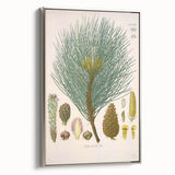 Vintage Botanical Illustration of Pinus Laricio Art Print