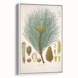 Vintage Botanical Illustration of Pinus Laricio Art Print