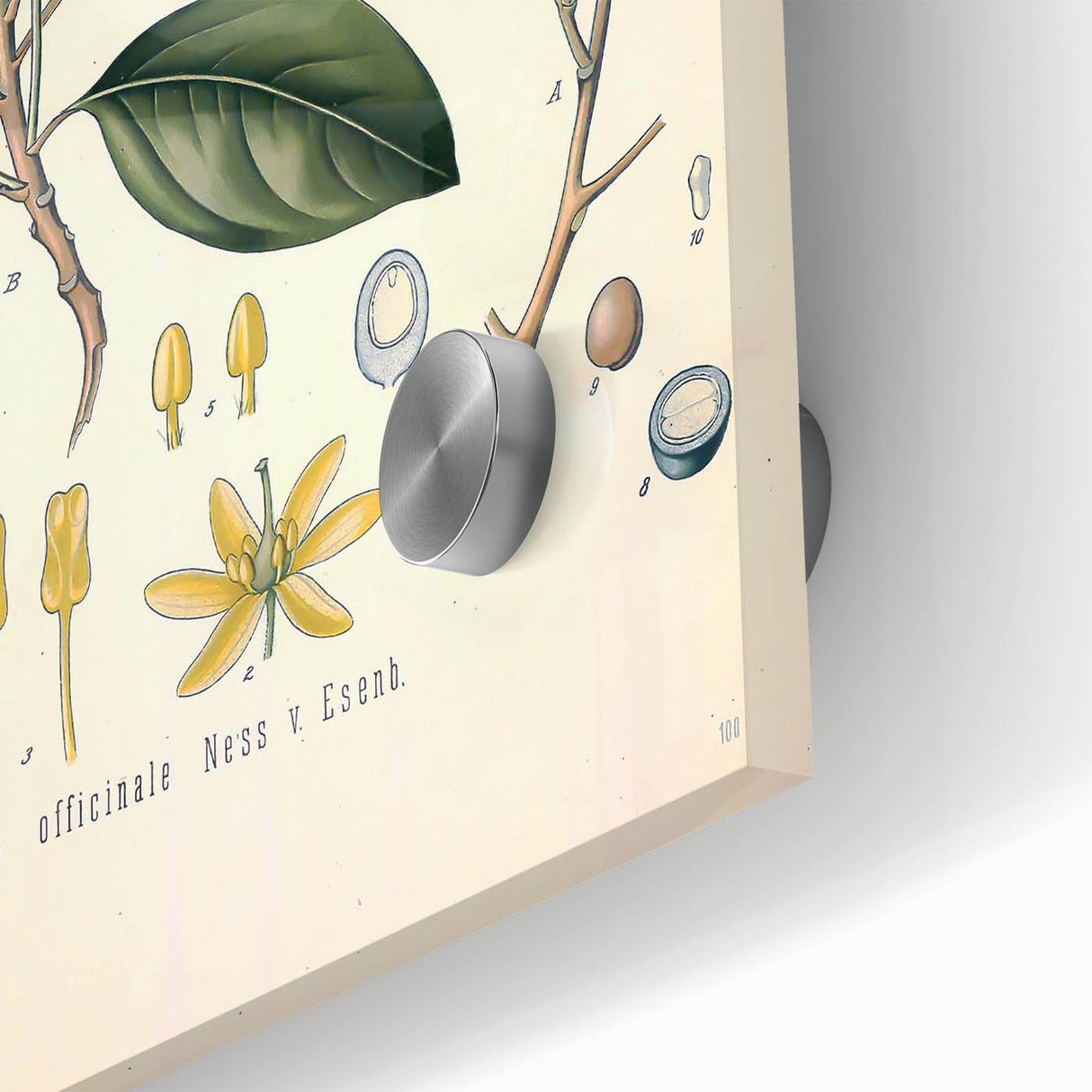 Vintage Botanical Wall Art - Sassafras Officinale Plant Illustration
