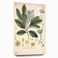 Vintage Botanical Wall Art - Sassafras Officinale Plant Illustration