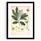 Vintage Botanical Wall Art - Sassafras Officinale Plant Illustration
