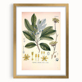 Vintage Botanical Wall Art - Sassafras Officinale Plant Illustration