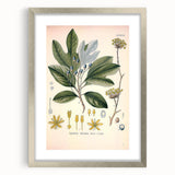 Vintage Botanical Wall Art - Sassafras Officinale Plant Illustration