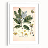 Vintage Botanical Wall Art - Sassafras Officinale Plant Illustration