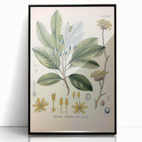 Vintage Botanical Wall Art - Sassafras Officinale Plant Illustration