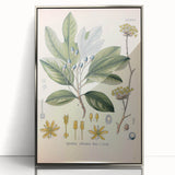 Vintage Botanical Wall Art - Sassafras Officinale Plant Illustration
